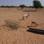 poušť Dubaj, poušť Dubai, fauna Dubaj, fauna Dubai
